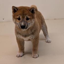 Max - Red male Shiba Inu puppy in Warren County, New Jersey from Yellow Gate Kennel