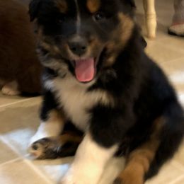 Australian Shepherd Puppies from Coleman's Natural Bridge Aussies