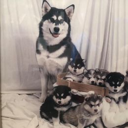 Alaskan Malamute Puppies from Onak Alaskan Malamutes