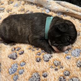 Girl 1 - Brindle and white female French Bulldog puppy in Livingston, Texas from Drake Home Frenchies
