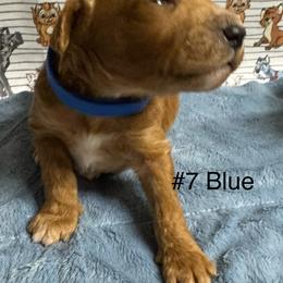 Ron - Red  male Goldendoodle puppy in Golden, Colorado from Golden Mesa Doodles