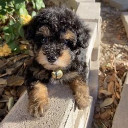 Poodle Puppies from Honey Valley Poodles