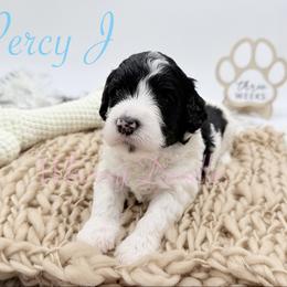 Percy Jackson - Black and white male Bernedoodle puppy in Omaha, Nebraska from Whimsy Doodles