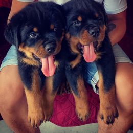 Rottweiler Puppies from Von Der Hing Rottweilers