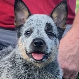 Galley - Australian Cattle Dog puppy in Devalls Bluff, Arkansas from Coolhand's Australian Cattle Dogs