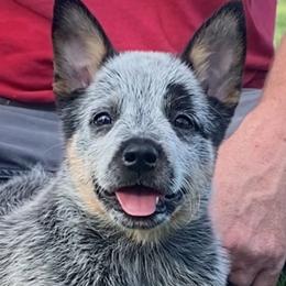 Galley - Australian Cattle Dog puppy in Devalls Bluff, Arkansas from Coolhand's Australian Cattle Dogs