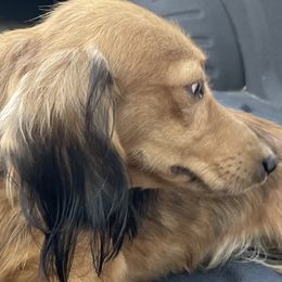 Maverick - Dachshund