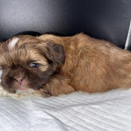 Boy 1 - Chocolate and tan male Shih Tzu puppy in Albany, New York from Precious Shihpoo’s and Luxurious Shih Tzu’s