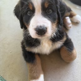 Bernese Mountain Dog Puppies from Country Feels Ranch