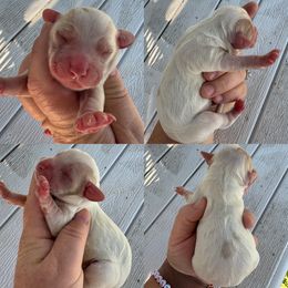 Lemon roan girl - Lemon roan female English Cocker Spaniel puppy in Millen, Georgia from Pine Hill Kennels