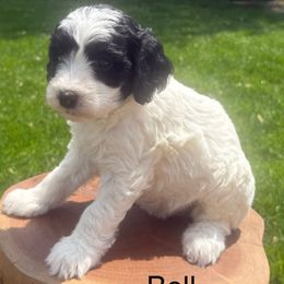 Bell - Parti Goldendoodle puppy in Stratford, New Jersey from Meadow Lark Doodles