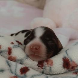 Noelle - Piebald female Dachshund puppy in Summerfield, Florida from Dachshundly Perfect
