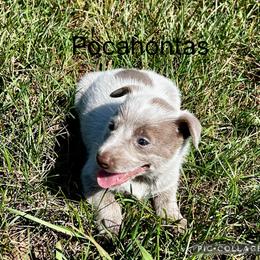 Pocahontas - Red speckled female Australian Cattle Dog puppy in Floyd, Virginia from Southern Charm Heelers