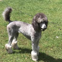 Pearl - Poodle