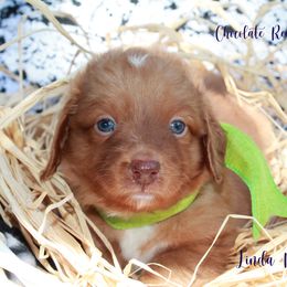 Dachshund Puppies from Linda B’s Dachshunds
