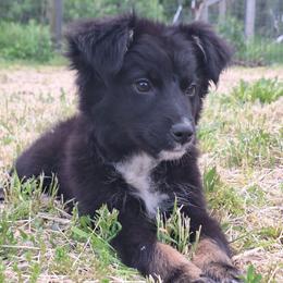REDUCED.   CARAMEL TRUFFLE - Black tri-color female Australian Shepherd puppy in Salem, Arkansas from Patchwork Kennels