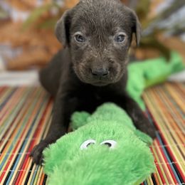 Dilute Retrievers and Labrador Retrievers from B and B Riverbottom Kennel