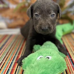 Dilute Retrievers and Labrador Retrievers from B and B Riverbottom Kennel