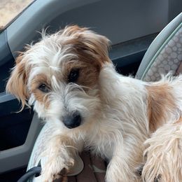 Pearl - White and tan female Russell Terrier puppy in Oklahoma from Elite Russell Terriers