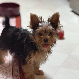 Raven's Blue Boy - Black and tan male Yorkshire Terrier puppy in Lexington, North Carolina from Silver Valley Yorkies