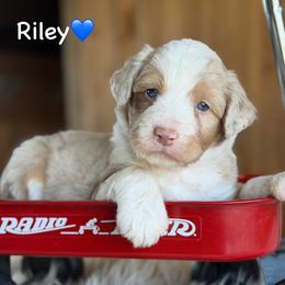 Riley - Red merle male Aussiedoodle puppy in Lancaster, Minnesota from Finney Ranch