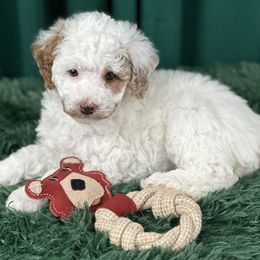 Dolly - Poodle puppy from Carman's Miniature Poodles