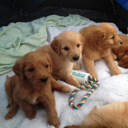 Goldendoodle and Labradoodle Puppies from Dunedoodles