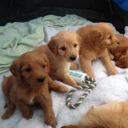 Goldendoodle and Labradoodle Puppies from Dunedoodles