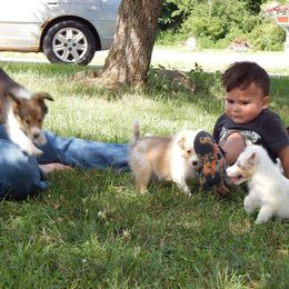 Rottweiler and Shetland Sheepdog Puppies from Mountain High Kennels