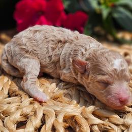 Boy - Red  male Poodle puppy in Salem, Missouri from Meadowbrook Poodles