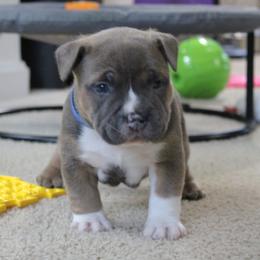 Boaz - Blue male American Bully puppy in Easton, Maryland from Night Court Bullies