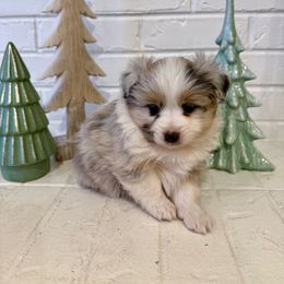 Snowflake - Blue merle female Toy Australian Shepherd puppy in Payson, Utah from Spring Creek Aussies + Corgis
