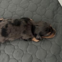 Champ - Dapple male Dachshund puppy in Spencer, Ohio from JAM Doxies