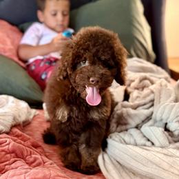 Reef - Brown male Cockapoo puppy in Danielsville, Georgia from Meg's Doodles and Poodles