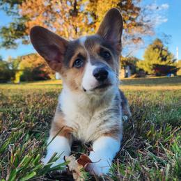 Melody - Blue female Pembroke Welsh Corgi puppy in Warrensburg, New York from The Adirondack Corgi