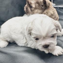 Girl 1 - Blue and white Shih Tzu puppy in Johnstown, Pennsylvania from Country Shih Tzu