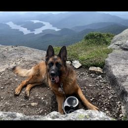 Gracie - German Shepherd