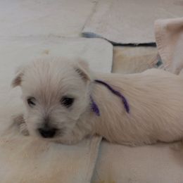 West Highland White Terrier Puppies from Wagglesworth Westies