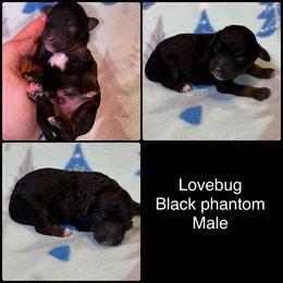 Lovebug - Phantom male Poodle puppy in Wheatland, California from Sapphire Ridge Poodles