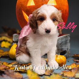 Girl 1 - Red Bernedoodle puppy in Schertz, Texas from Kat's Teddydoodles