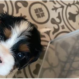 Cavalier King Charles Spaniel Puppies from iHeart Cavaliers