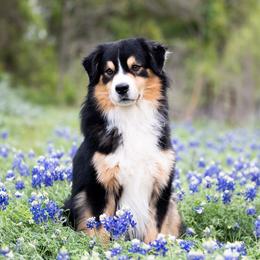 Knox - Miniature American Shepherd