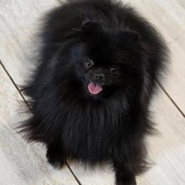 Jinx - Pomeranian