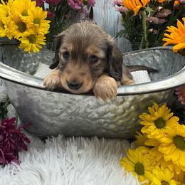 Reese - Cream male Dachshund puppy in Waynesville, North Carolina from Blue Ridge Doxies