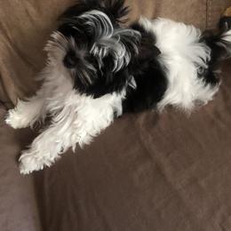 Yorkshire Terrier Puppies from MagnoliaYorkies