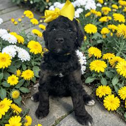 Jade - Sable female Goldendoodle puppy in Prosperity, Pennsylvania from Stelladoodles & Company