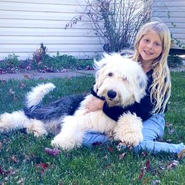 Old English Sheepdog Puppies from Heavinly Blessings Farm Pups - Old English Sheepdog Puppies