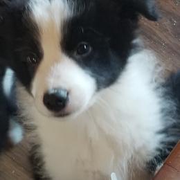 Border Collies from Luna Border Collies
