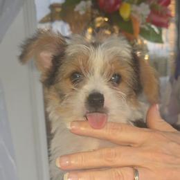 SNICKERS - Parti male Yorkshire Terrier puppy in Talladega, Alabama from Scott And Tammy's Lil Yorkies