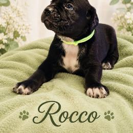 Rocco - Black male Cane Corso puppy in El Paso, Texas from PaPaws Gotta Love It Kennels